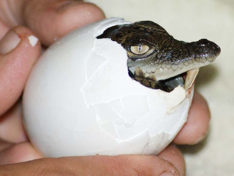 crocs egg