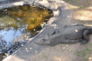 West African Dwarf Crocodile (Ostelaemus tetraspis)