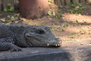 West African Dwarf Crocodile (Ostelaemus tetraspis)
